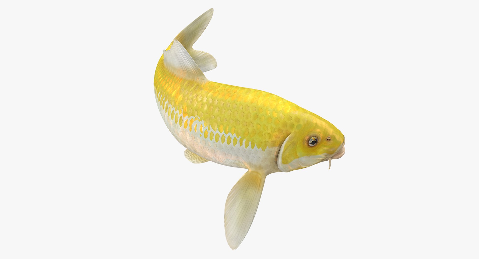 Yellow Koi Ogon Fish Swiming Pose 3D model preview