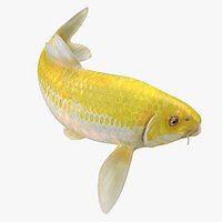 Yellow Koi Ogon Fish Swiming Pose