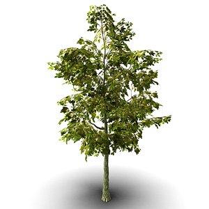 Oak Tree 3D