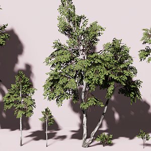 Birches Pack 3D model