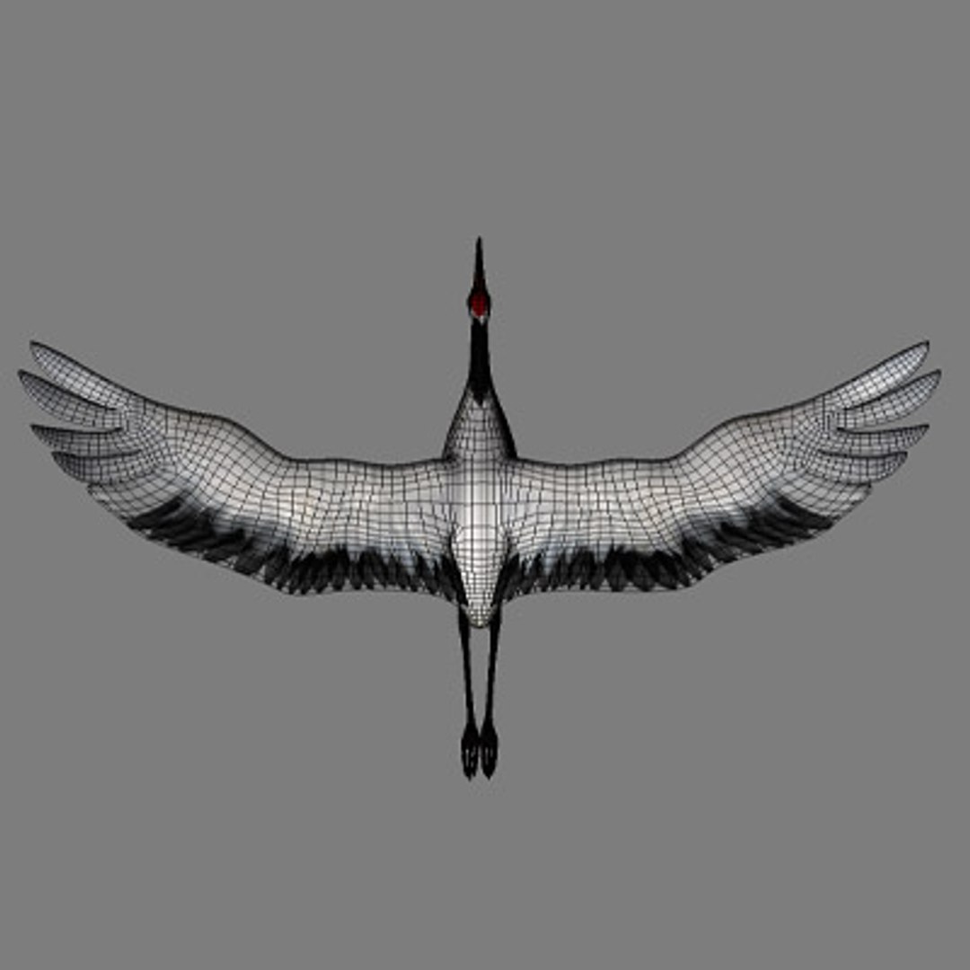 crane flight 3d model https://p.turbosquid.com/ts-thumb/d6/dyMphX/AcrtOcRW/101029cranet07/jpg/1364543625/1920x1080/fit_q87/48b54592a3bb168f8ef260efe1969d1eb1bb2996/101029cranet07.jpg