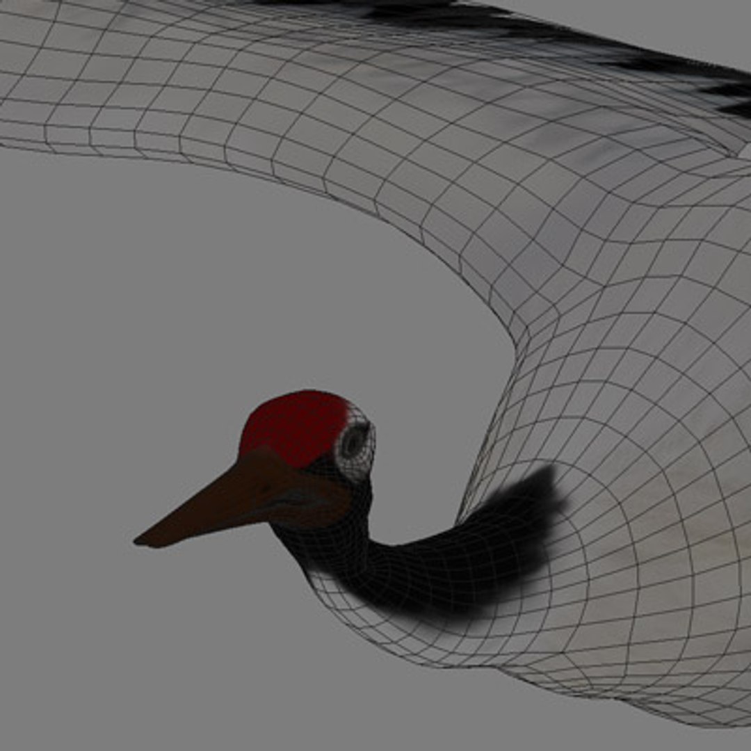 crane flight 3d model https://p.turbosquid.com/ts-thumb/d6/dyMphX/HgsTj8bc/101029cranet09/jpg/1364543625/1920x1080/fit_q87/cb8537b97988f2a0bc2bfb1daace3c67062440c8/101029cranet09.jpg