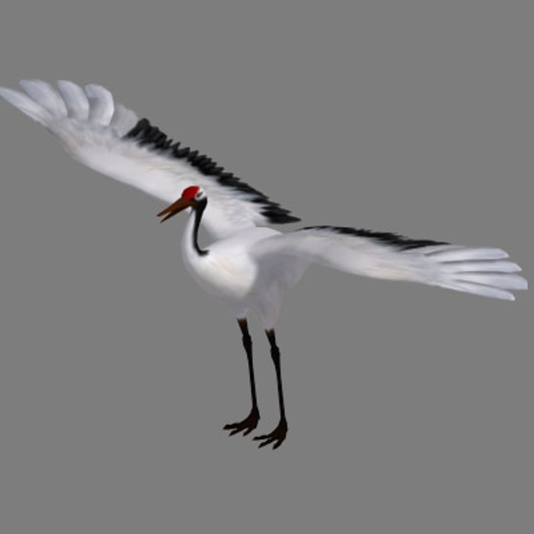 crane flight 3d model https://p.turbosquid.com/ts-thumb/d6/dyMphX/HouP6XIh/101029cranet02/jpg/1364543625/1920x1080/fit_q87/30f6db264c0acff54cd26def0d11f075b1505d5a/101029cranet02.jpg