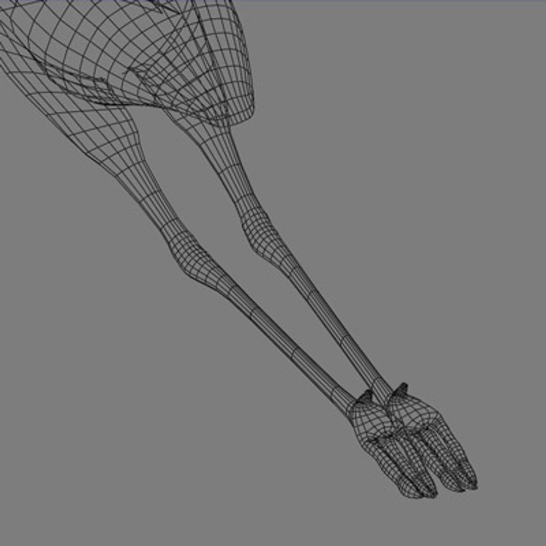 crane flight 3d model https://p.turbosquid.com/ts-thumb/d6/dyMphX/NdxzIRff/101029cranet08/jpg/1364543625/1920x1080/fit_q87/93c0a1905e0c4d68be0aedd2b6f22a201c78685f/101029cranet08.jpg