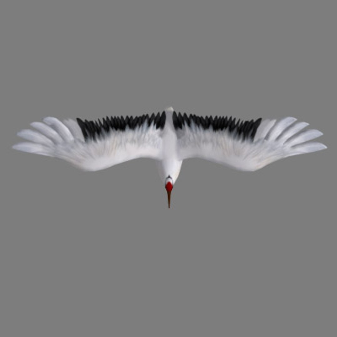 crane flight 3d model https://p.turbosquid.com/ts-thumb/d6/dyMphX/Ur3awnIw/101029cranet03/jpg/1364543625/1920x1080/fit_q87/3a2821979ffbbb7e17c25cbb7bb04835444cd368/101029cranet03.jpg