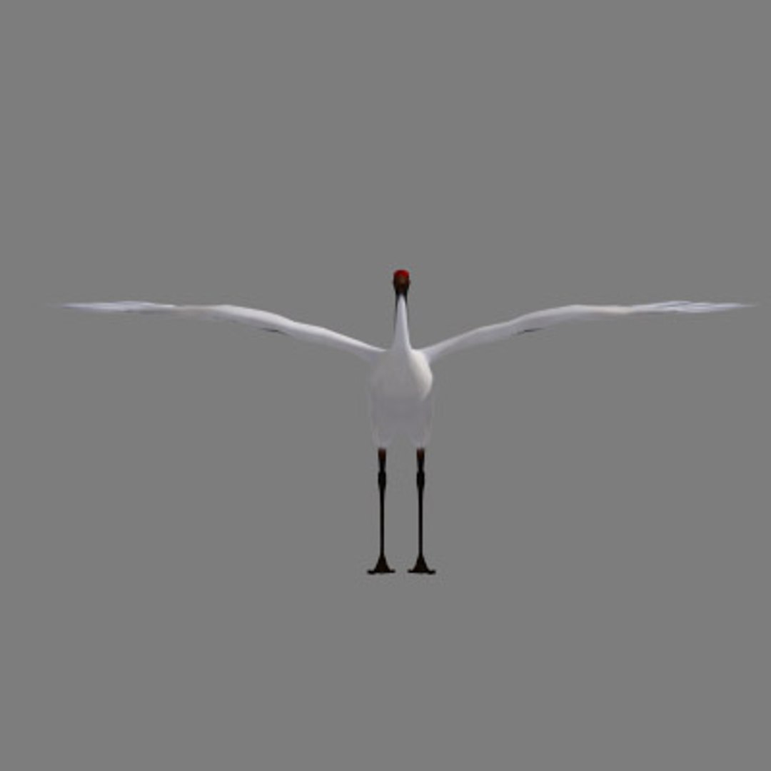 crane flight 3d model https://p.turbosquid.com/ts-thumb/d6/dyMphX/bYCrS13A/101029cranet05/jpg/1364543625/1920x1080/fit_q87/0c473eb2b9c15d4c88e281585d139f74f9a00e9c/101029cranet05.jpg