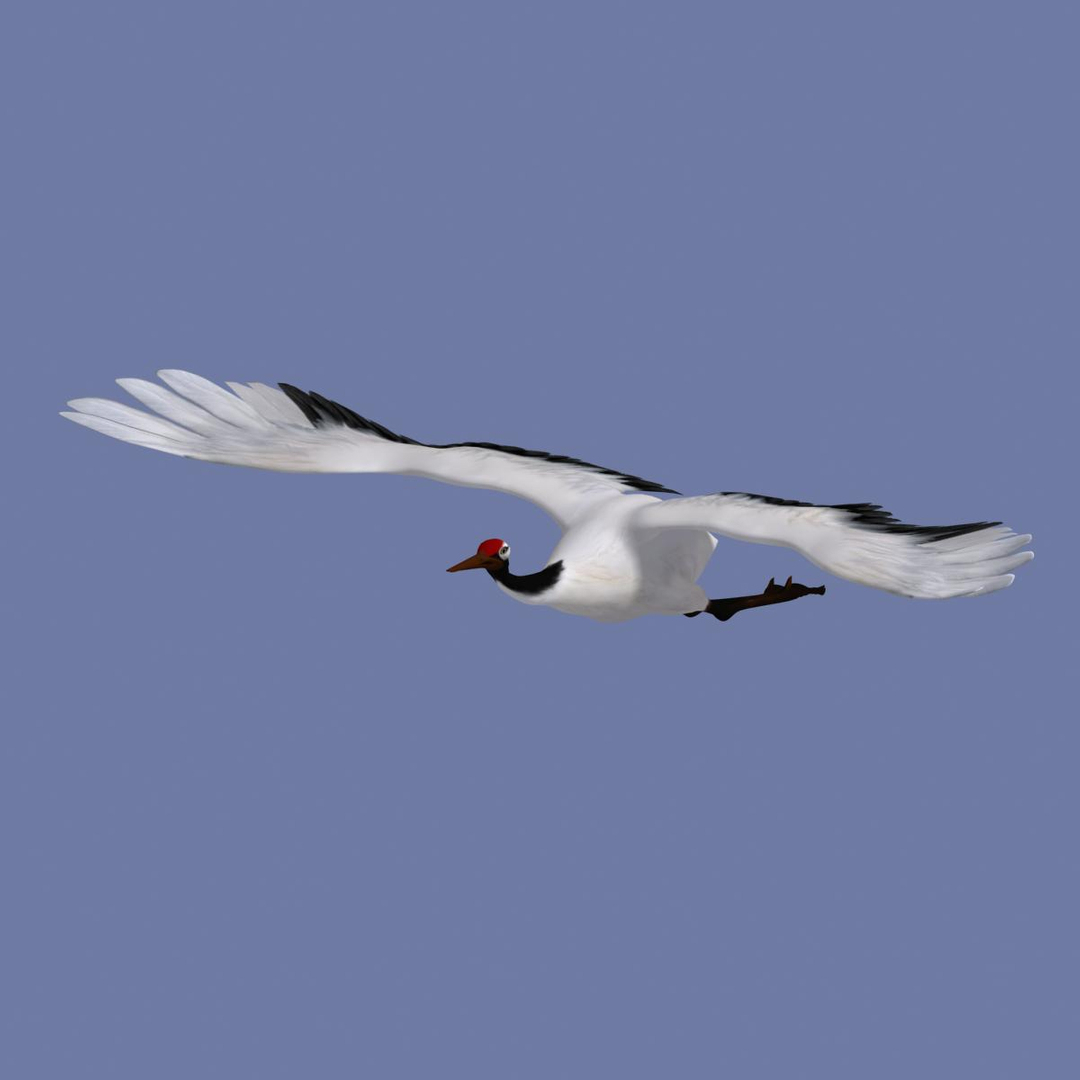 crane flight 3d model https://p.turbosquid.com/ts-thumb/d6/dyMphX/jKsabjJ7/z1/jpg/1364543837/1920x1080/turn_fit_q99/89bee3bcd24180b95c3714338d18f214ab8f13e7/z1-1.jpg