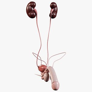 Man Urinary Reproductive System