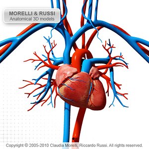 CIRCULATORY SYSTEM MR