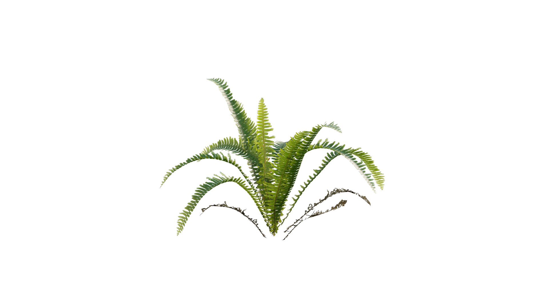 3D Nephrolepis cordifolia https://p.turbosquid.com/ts-thumb/d6/wKPGi8/DT/3dtree_nephrolepiscordifolia_02/png/1630138901/1920x1080/fit_q87/dad0573c372aef6a7e705955f6d1f72e7d3b7c47/3dtree_nephrolepiscordifolia_02.jpg