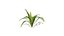 Nephrolepis cordifolia