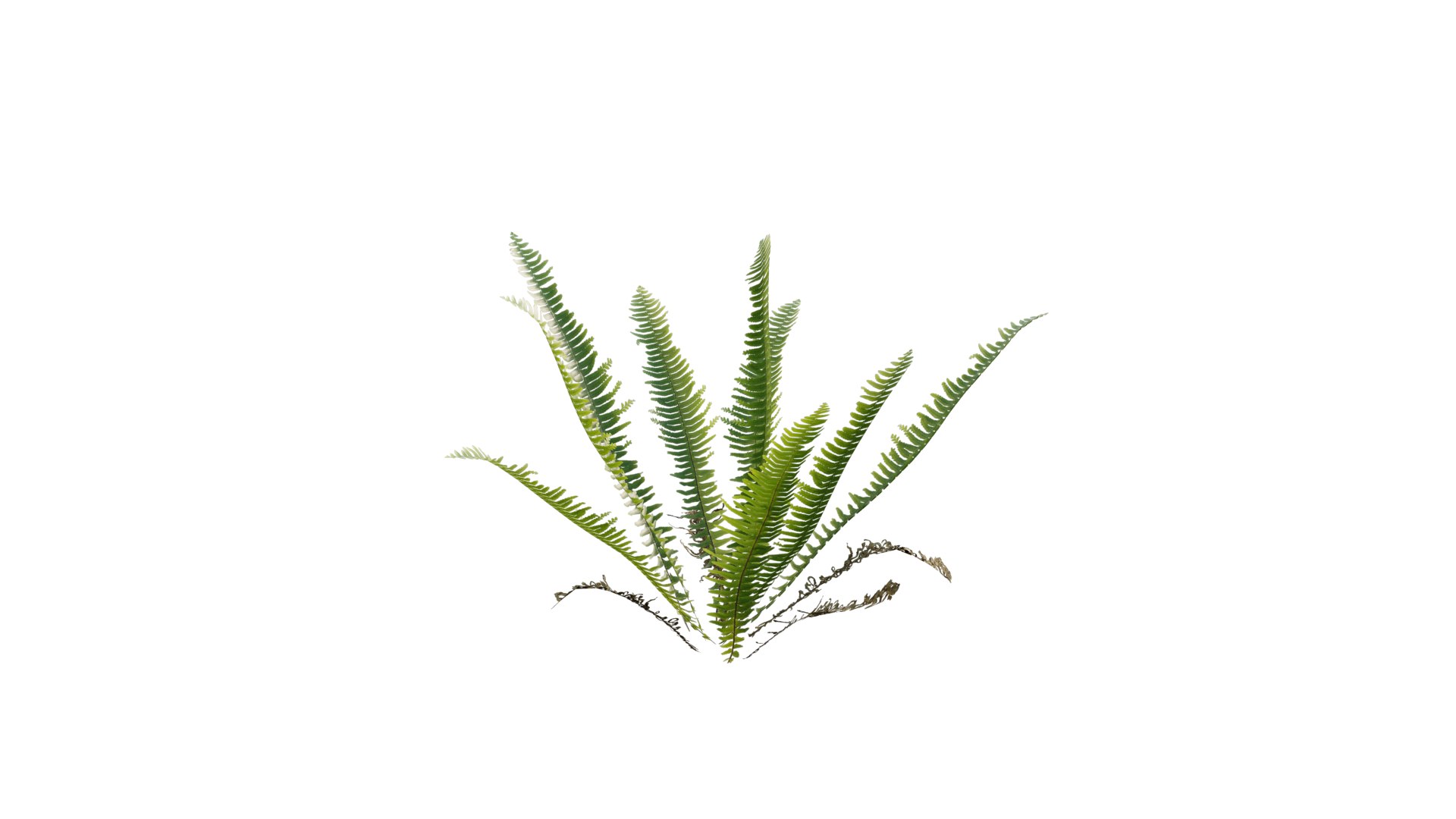 3D Nephrolepis cordifolia https://p.turbosquid.com/ts-thumb/d6/wKPGi8/j0/3dtree_nephrolepiscordifolia_05/png/1630138900/1920x1080/fit_q87/7788aaef3d20abaf2edad35551fbfd44f603fc98/3dtree_nephrolepiscordifolia_05.jpg