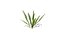 Nephrolepis cordifolia