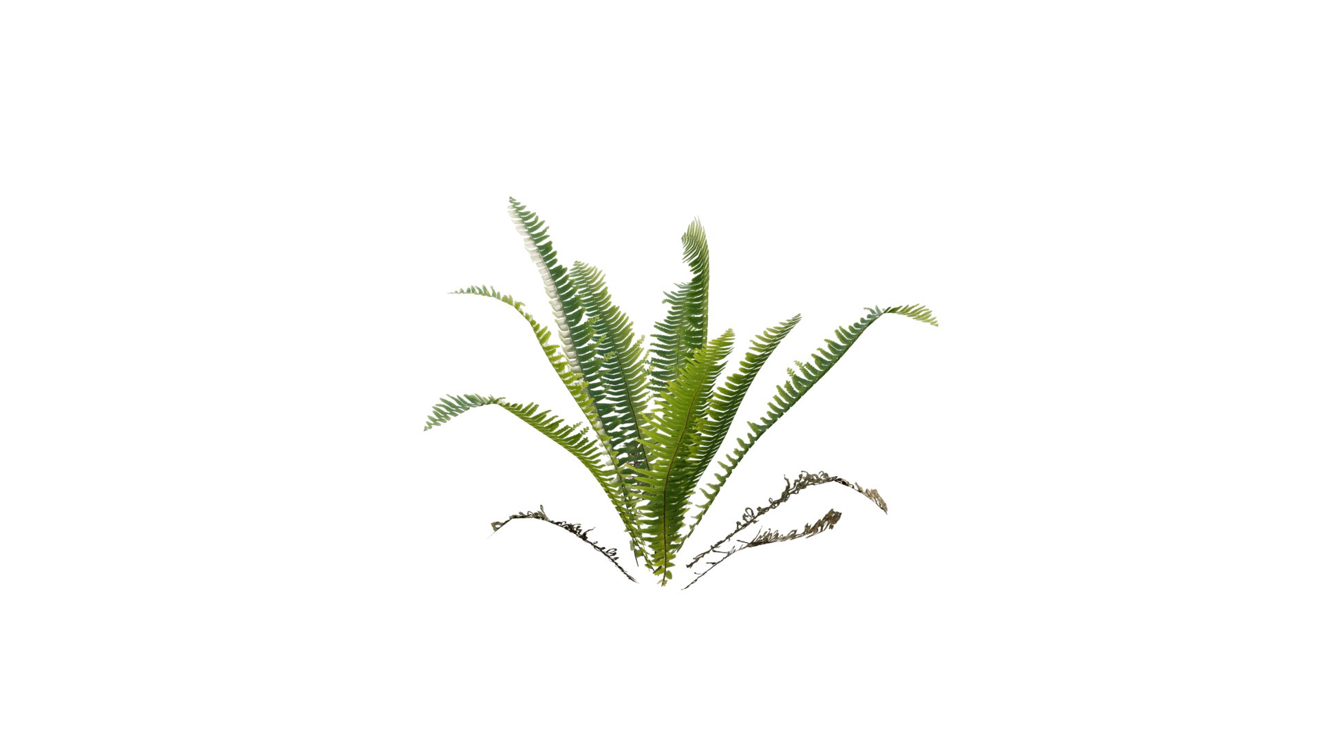 3D Nephrolepis cordifolia https://p.turbosquid.com/ts-thumb/d6/wKPGi8/k8/3dtree_nephrolepiscordifolia_03/png/1630138900/1920x1080/fit_q87/ded5c2cb5af2d16817b830bebd9bf66b490c5730/3dtree_nephrolepiscordifolia_03.jpg