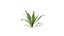 Nephrolepis cordifolia