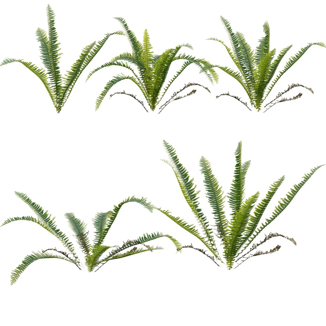 3D Nephrolepis cordifolia https://p.turbosquid.com/ts-thumb/d6/wKPGi8/ko/3dtree_nephrolepiscordifolia/jpg/1630138901/1920x1080/fit_q87/2e2d9419ceb74ab0ff80ad72270c4473e597c3a4/3dtree_nephrolepiscordifolia.jpg