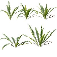 Nephrolepis cordifolia