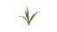 Nephrolepis cordifolia