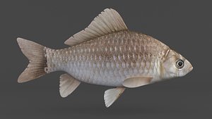 Carp Fish