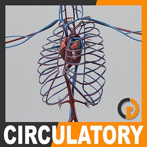 3d model human circulatory - internal anatomy
