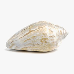 3D model seashell 4