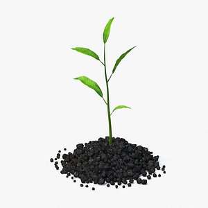 3d model small plant sprout