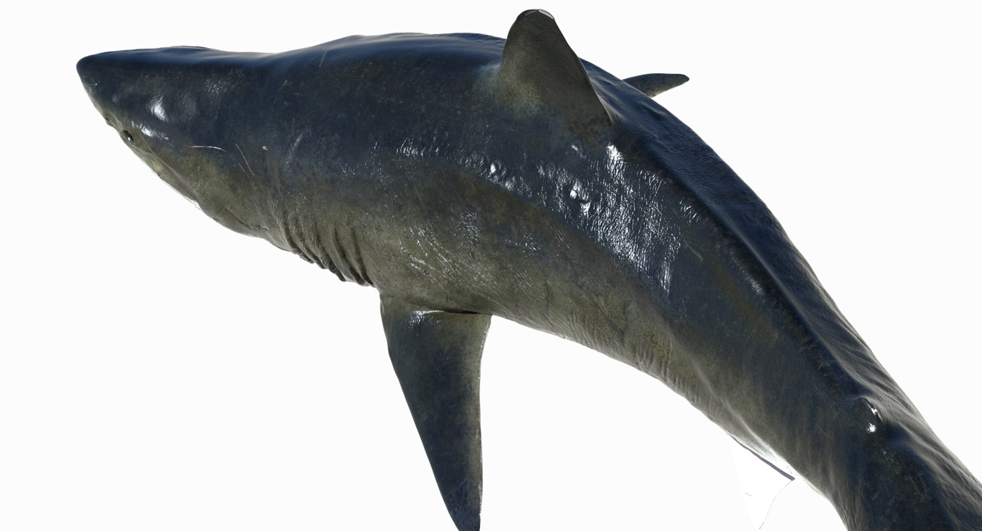 3d Model Of Realistic Shark Rigged