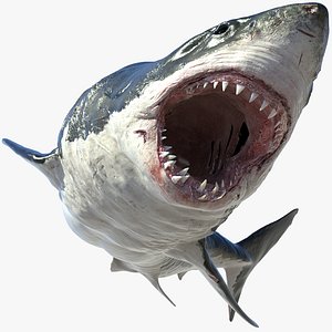 Great White Shark(Animated)(Rigged)