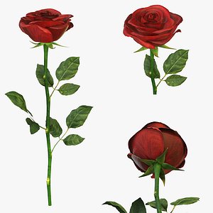 3D rose red single