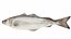 Pollock Fish