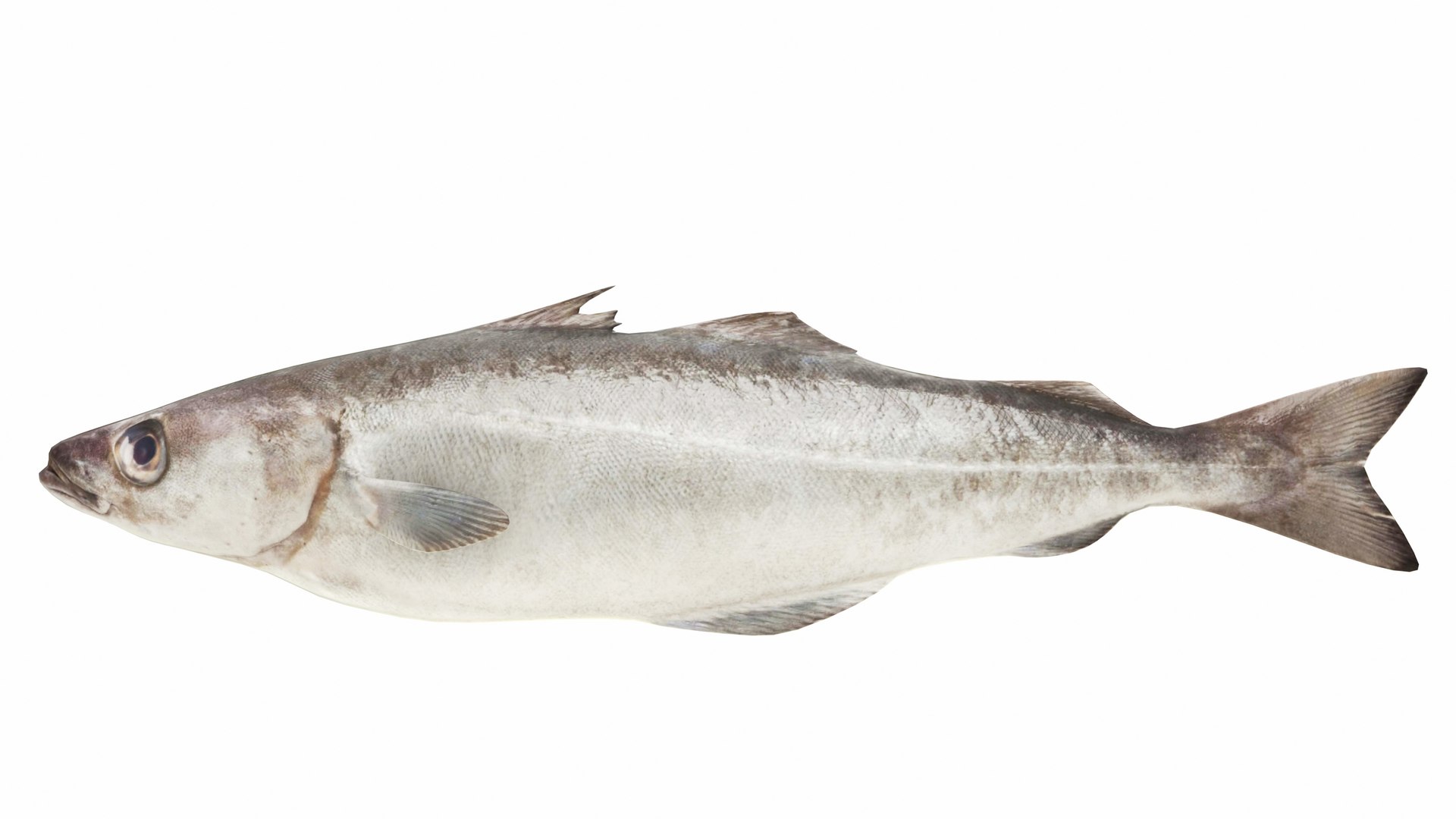 3D model Pollock Fish https://p.turbosquid.com/ts-thumb/d8/4cHrmX/Pc/pollock6/jpg/1742700590/1920x1080/fit_q87/39d5ae330d83f96c7589401b17de05d42008f8da/pollock6.jpg