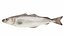 Pollock Fish