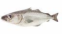 Pollock Fish