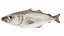 Underwater Animals Big Collection 34 in 1