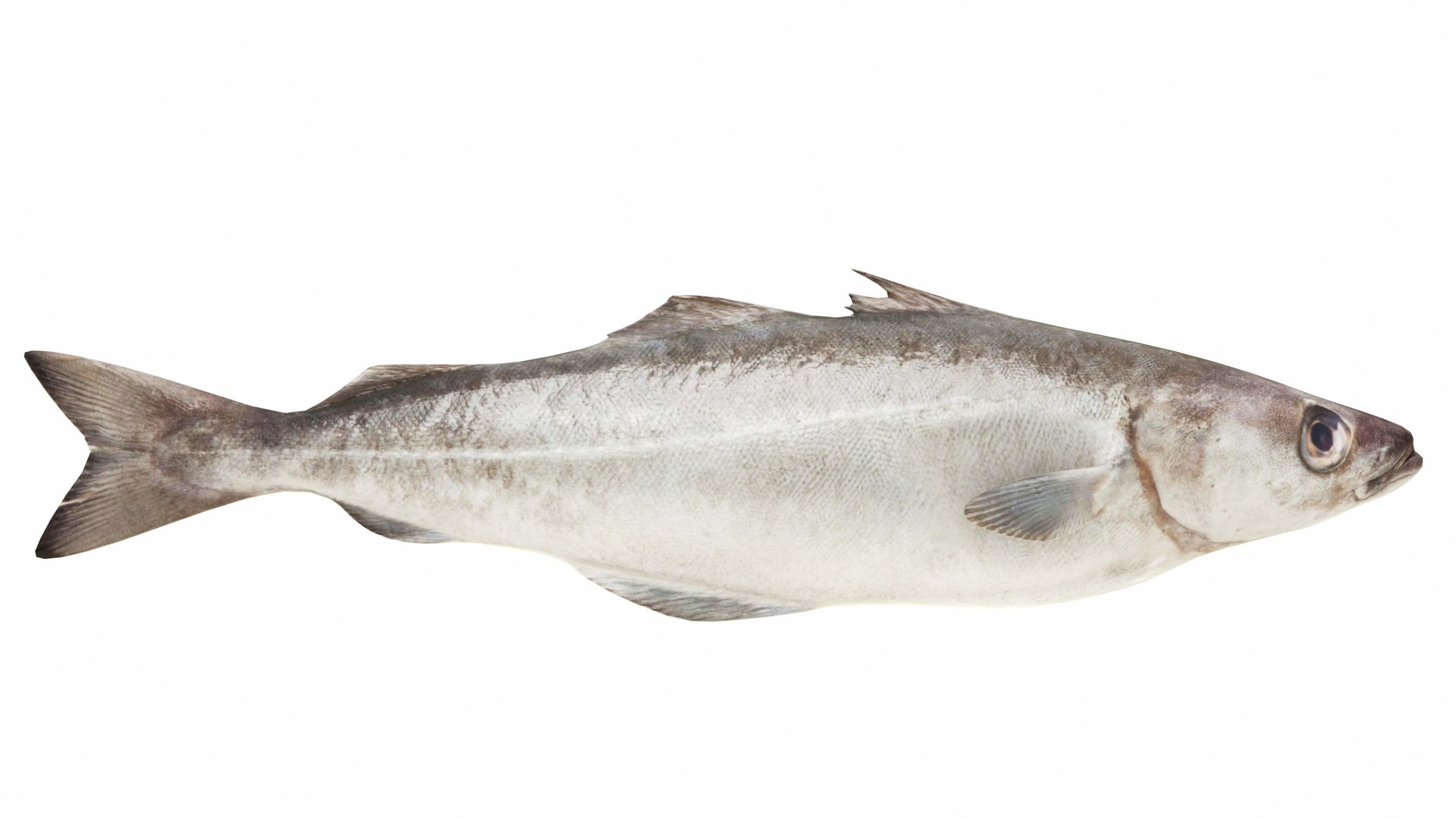 3D model Pollock Fish https://p.turbosquid.com/ts-thumb/d8/4cHrmX/ep/pollock3/jpg/1742700587/1920x1080/fit_q87/0dd5b890b2d06a83c7a4cb179761498be071a0de/pollock3.jpg