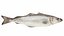 Pollock Fish