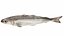 Pollock Fish