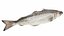 Pollock Fish