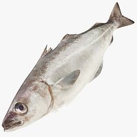 Pollock Fish