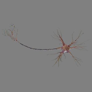 neuron cell fbx