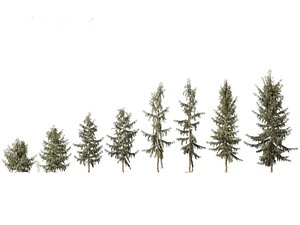 3D Picea breweriana - Brewers spruce 01