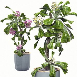 potted plants set 8 3D model