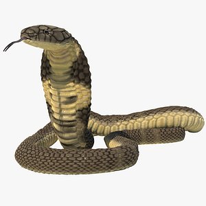 3D model rigged king cobra snake animation