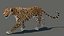 Leopard Animated 3D Model v1-3