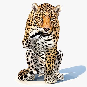 Leopard Animated 3D model