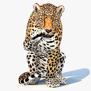 Leopard Animated 3D Model v1-3
