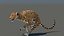 Leopard Animated 3D Model v1-3