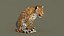 Leopard Animated 3D Model v1-3