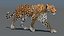 Leopard Animated 3D Model v1-3