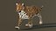 Leopard Animated 3D Model v1-3